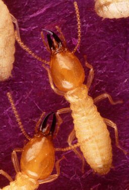 256px-Termite-Formosan_subterranean-soldiers-Tamil_word17.2